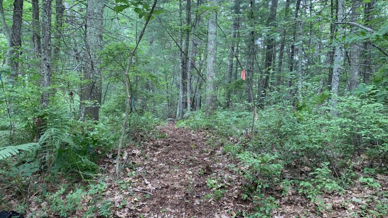 Woods