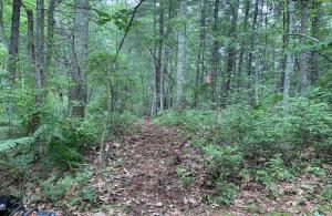 Woods