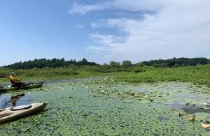 water chestnut in river