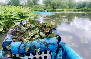 Water chestnut pulled from river
